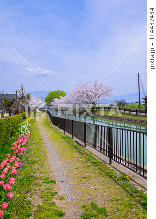 春の拾ヶ堰【安曇野市】 114437434