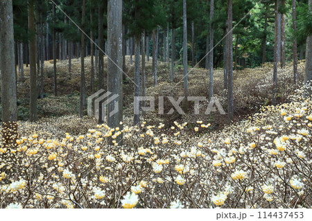 ミツマタ_綾部 114437453