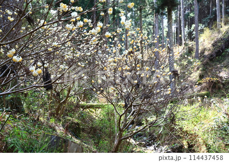 ミツマタ_綾部 ミツマタ_綾部 114437458