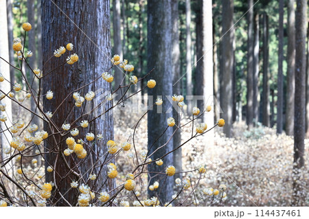 ミツマタ_綾部 ミツマタ_綾部 114437461