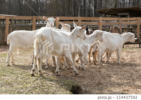 Herd of White Goats Standing Together Herd of White Goats Standing Together 114437502