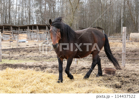 Brown Horse Walking Across Dry Grass Covered Field 114437522