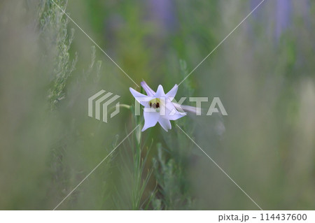 白いタカサゴユリの花 114437600