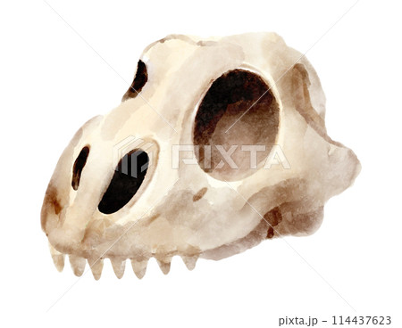 Skull of dinosaur . Watercolor painting style . Illustration . Skull of dinosaur . Watercolor painting style . Illustration . 114437623