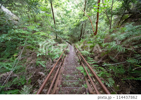 乳岩峡　登山道の様子　(愛知県新城市） 114437862