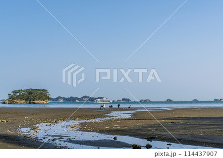 日本三景 松島海岸 潮干狩りを楽しむ家族 114437907