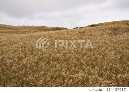 【箱根】駒ヶ岳山頂に広がる黄金色の草原 【箱根】駒ヶ岳山頂に広がる黄金色の草原 114437917