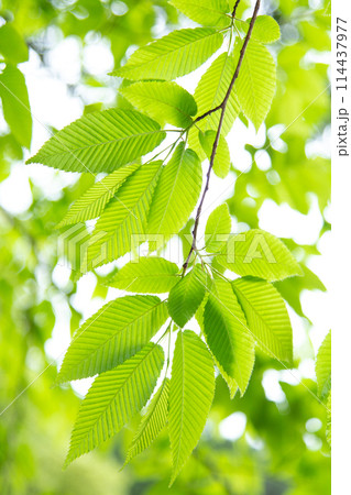 爽やかな新緑 爽やかな新緑 114437977