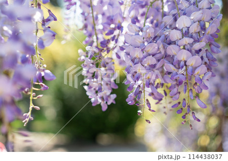 Blooming Wisteria Sinensis with classic purple flowers in full bloom in drooping racemes against the sky. Garden with wisteria in spring. 114438037