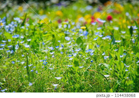 神奈川県横須賀のくりはま花の国の花々 神奈川県横須賀のくりはま花の国の花々 114438068