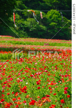 神奈川県横須賀のくりはま花の国の花々 神奈川県横須賀のくりはま花の国の花々 114438075