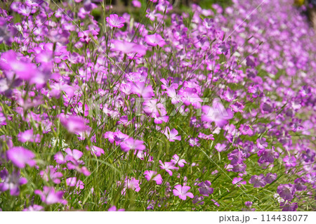 神奈川県横須賀のくりはま花の国の花々 114438077