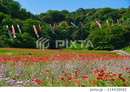 神奈川県横須賀のくりはま花の国の花々 神奈川県横須賀のくりはま花の国の花々 114438082