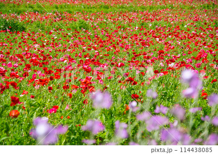 神奈川県横須賀のくりはま花の国の花々 神奈川県横須賀のくりはま花の国の花々 114438085