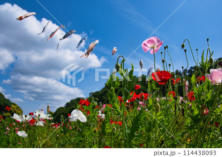 神奈川県横須賀のくりはま花の国の花々 114438093