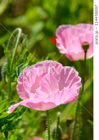 神奈川県横須賀のくりはま花の国の花々 神奈川県横須賀のくりはま花の国の花々 114438097