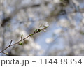 桜の花と蕾 114438354