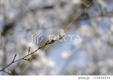 桜の花と蕾 桜の花と蕾 114438354
