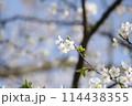桜の花と蕾 114438355