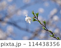 桜の花と蕾 114438356