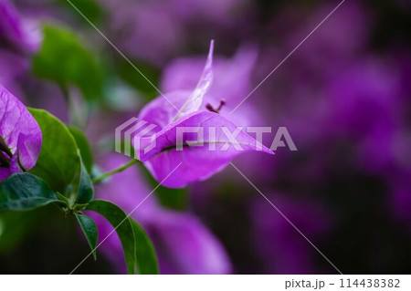 Purple bougainvillea tropical flower, close-up, copy space Purple bougainvillea tropical flower, close-up, copy space 114438382