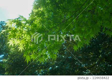 緑の紅葉 緑の紅葉 114438422