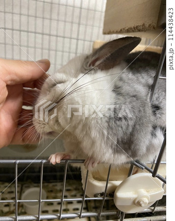 撫でられて喜ぶチンチラ 撫でられて喜ぶチンチラ 114438423