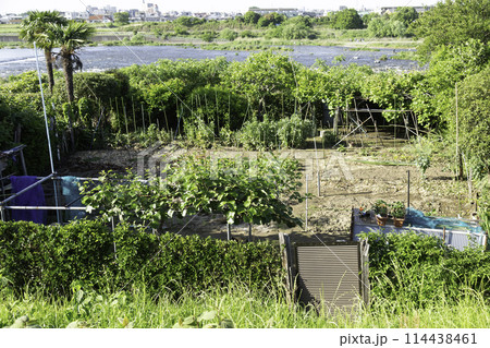 河川敷に不法に作られたヤミ畑 114438461