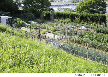 河川敷に不法に作られたヤミ畑 114438464