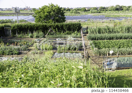 河川敷に不法に作られたヤミ畑 114438466