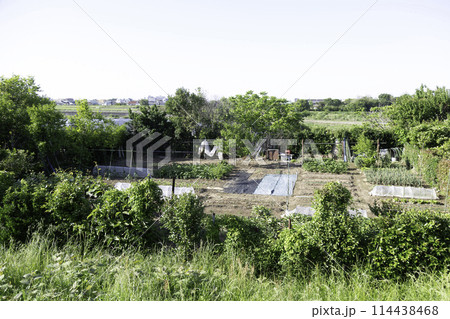 河川敷に不法に作られたヤミ畑 114438468