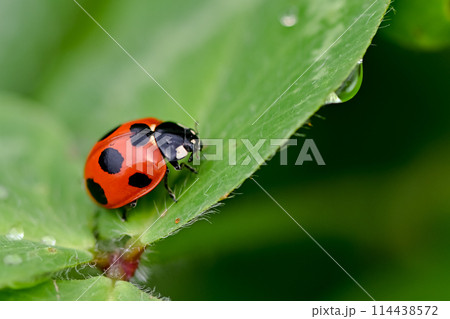 ナナホシテントウ 114438572