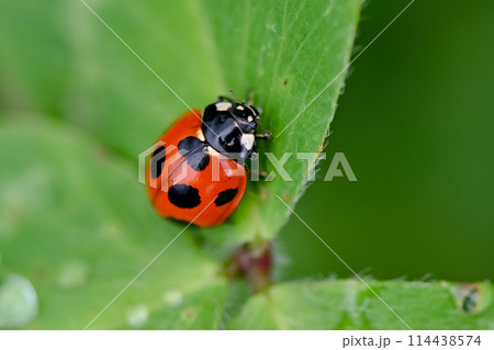 ナナホシテントウ 114438574
