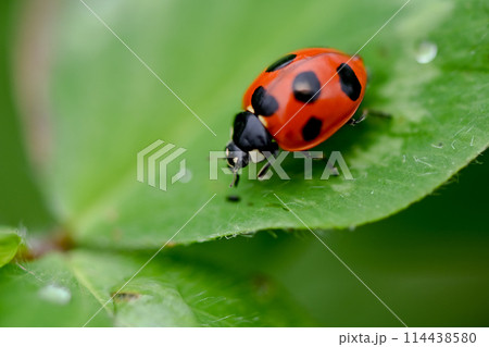 ナナホシテントウ 114438580