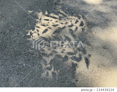 植物が道に影を落としている/The shadow 植物が道に影を落としている/The shadow 114439124