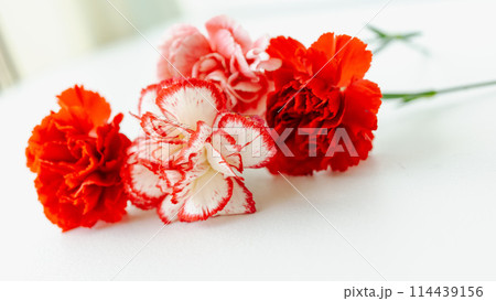 母の日イメージ背景画像 おしゃれなカーネーションの花 赤ピンク色コマチ 母の日イメージ背景画像 おしゃれなカーネーションの花 赤ピンク色コマチ 114439156
