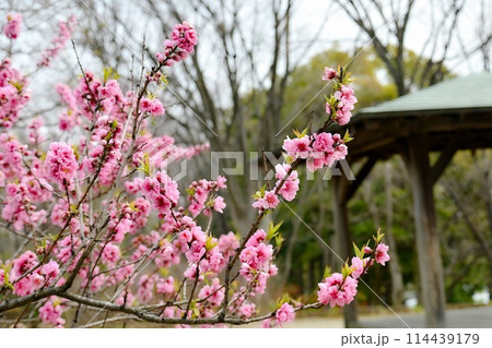 春を感じさせる赤い桜 春を感じさせる赤い桜 114439179