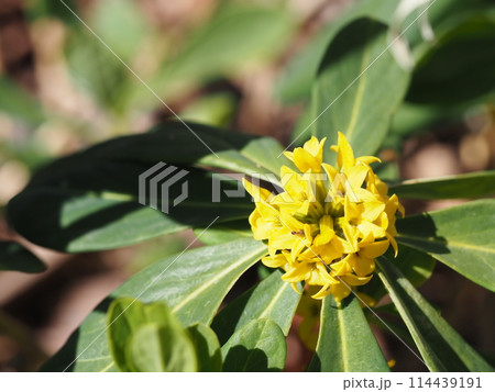 ナニワズの花のクローズアップ 114439191