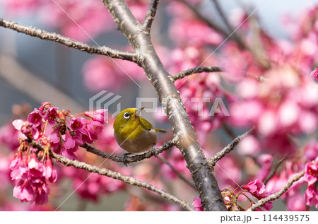 寒緋桜の枝に止まり横を向くメジロ 114439575
