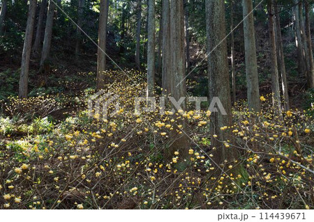 厚木市不動尻のミツマタ群生地 厚木市不動尻のミツマタ群生地 114439671