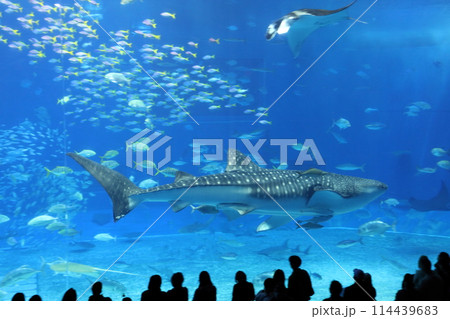 美ら海水族館の大水槽 ジンベエザメと群がる見物客 美ら海水族館の大水槽 ジンベエザメと群がる見物客 114439683