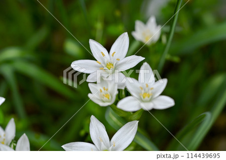 オオアマナ 114439695