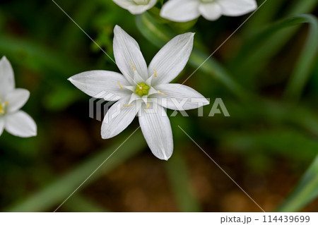 オオアマナ 114439699