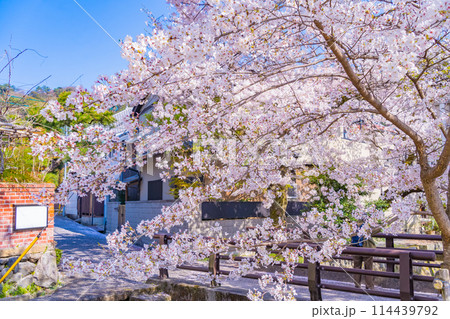京都・哲学の道　春の桜並木 114439792