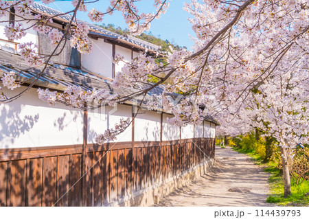 京都・哲学の道　春の桜並木 114439793