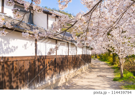 京都・哲学の道 春の桜並木 京都・哲学の道 春の桜並木 114439794
