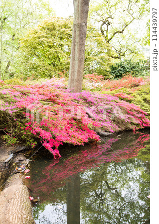 池の脇に咲く満開のつつじ　ロンドン郊外のリッチモンド・パークのイザベラ・プランテーションにて 114439797