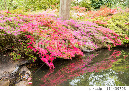 池の脇に咲く満開のつつじ　ロンドン郊外のリッチモンド・パークのイザベラ・プランテーションにて 114439798
