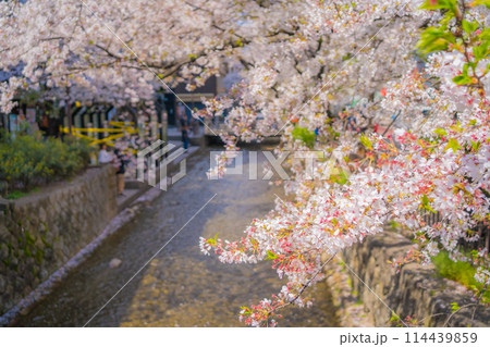 京都 木屋町・高瀬川の桜並木(ソメイヨシノ) 京都 木屋町・高瀬川の桜並木(ソメイヨシノ) 114439859