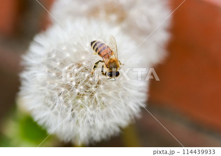 綿毛にミツバチ 114439933